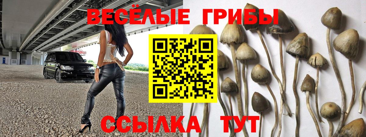 Кызыл  Галлюциногенные грибы Psilocybine cubensis  Вход с VPN 
